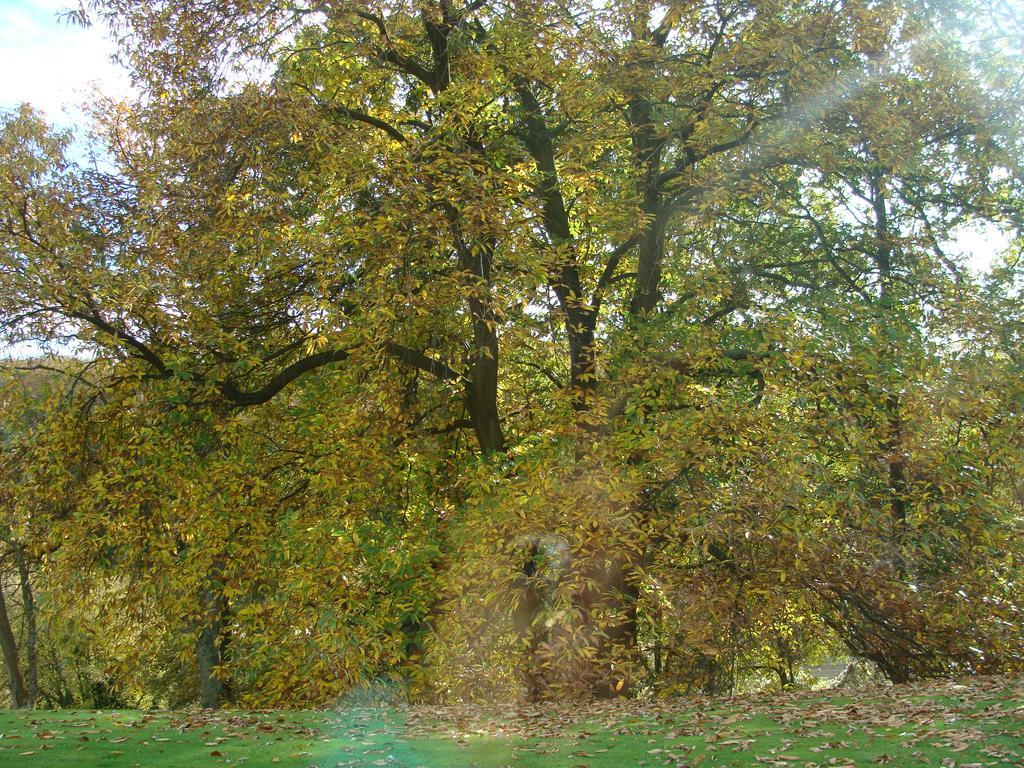 Chambre D'Hotes Les Champarts Tourville-la-Chapelle Esterno foto
